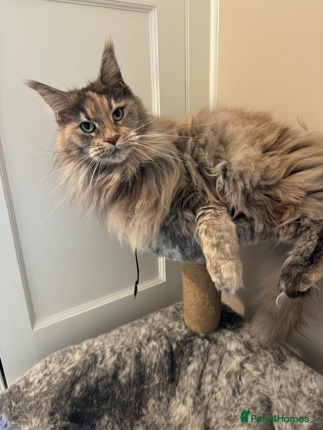 Maine Coon cats for sale: Retired Maine coon  - Advert 3