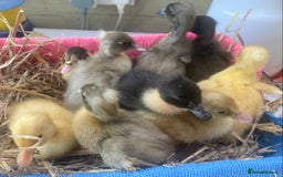 Ducks poultry for sale: Pom Pom Indian Runner Ducklings - Image 3