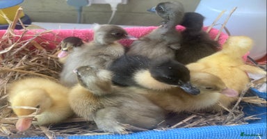 Ducks poultry - Advert 11