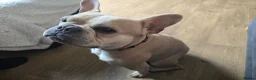 French Bulldog dogs for stud: Male french bulldog for stud  - Advert 2