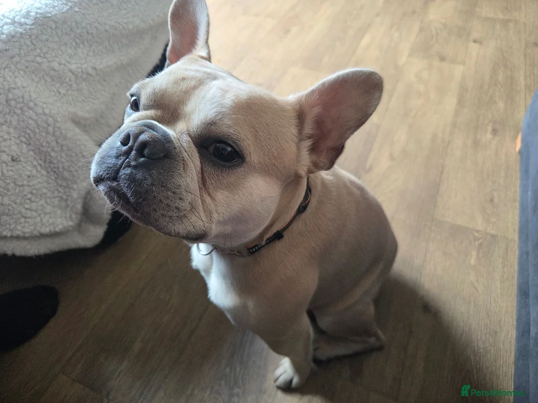 French Bulldog dogs for stud: Male french bulldog for stud  - Advert 2