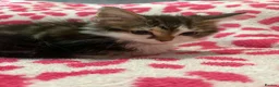 Mixed Breed cats for sale: Gorgeous kittens in Dukinfield - Advert 3