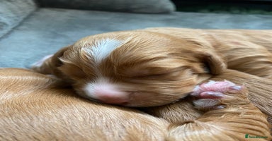 Labrador Retriever dogs - Advert 7