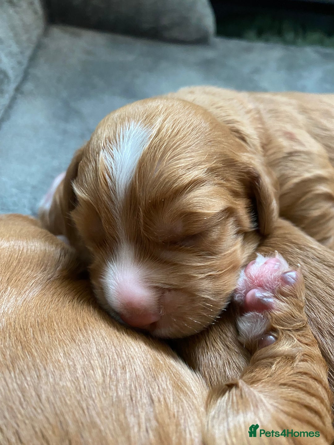 Labrador Retriever dogs for sale: 3 VERY DARK RED W/COCKER SPANIEL BOYS AVAILABLE  - Image 2