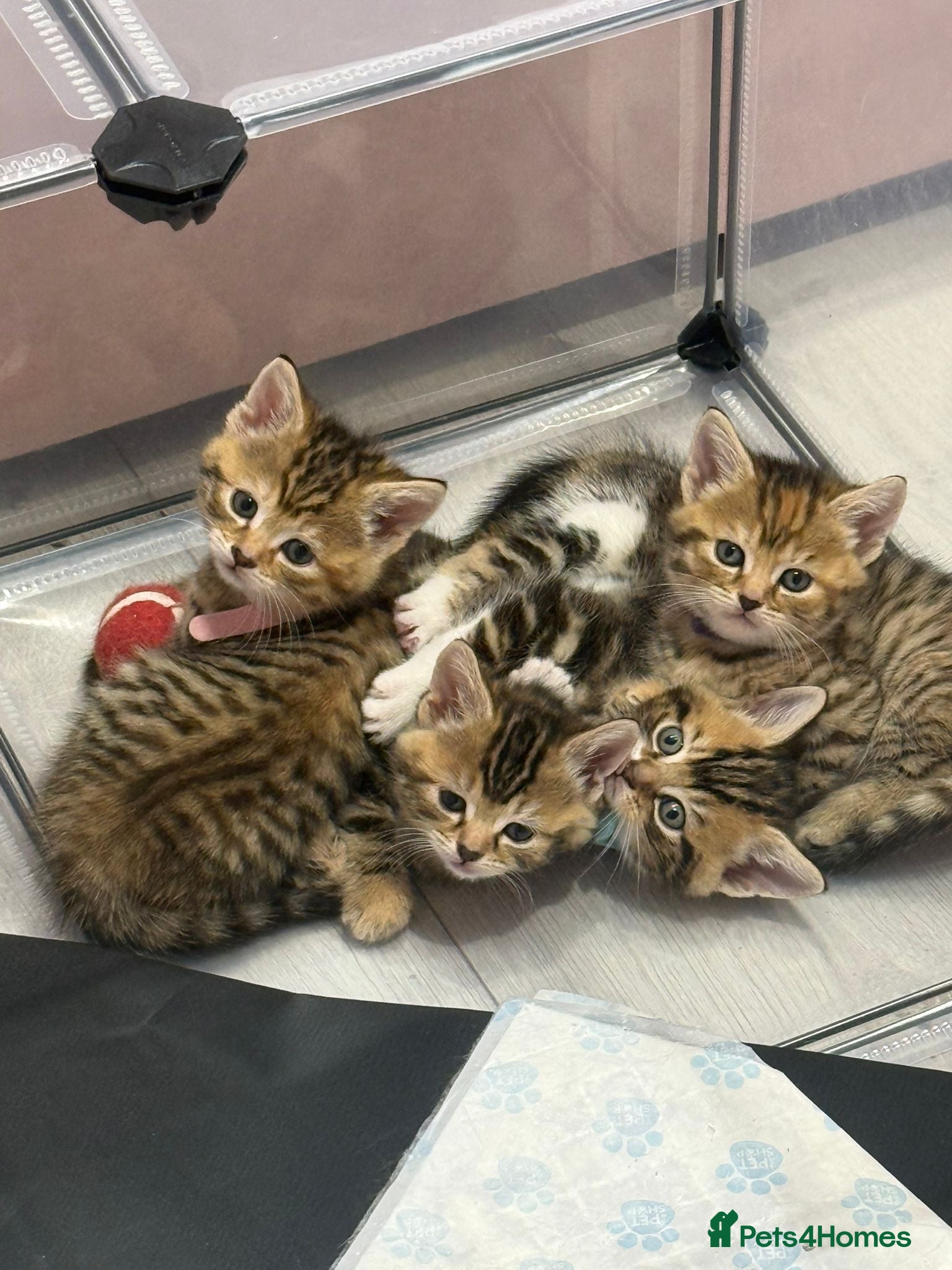 Mixed Breed cats Kittens For sale - Advert 3