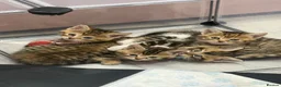 Mixed Breed cats for sale: Kittens For sale - Advert 1