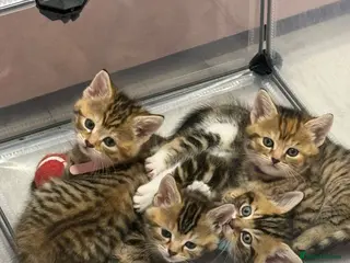 Mixed Breed cats Kittens For sale - Advert 6