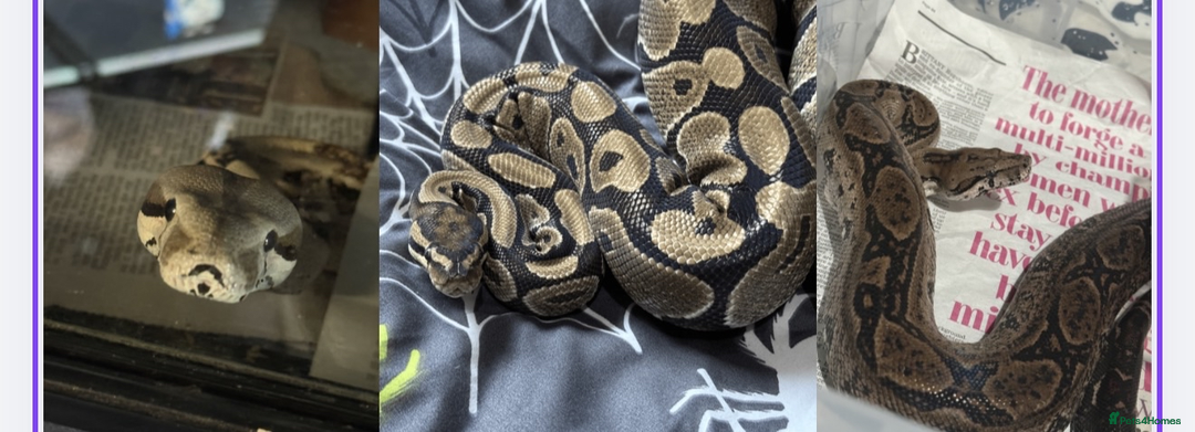 Snake reptiles for sale: Snakes For Rehome - Advert 1