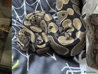 Snake reptiles Snakes For Rehome - Advert 6