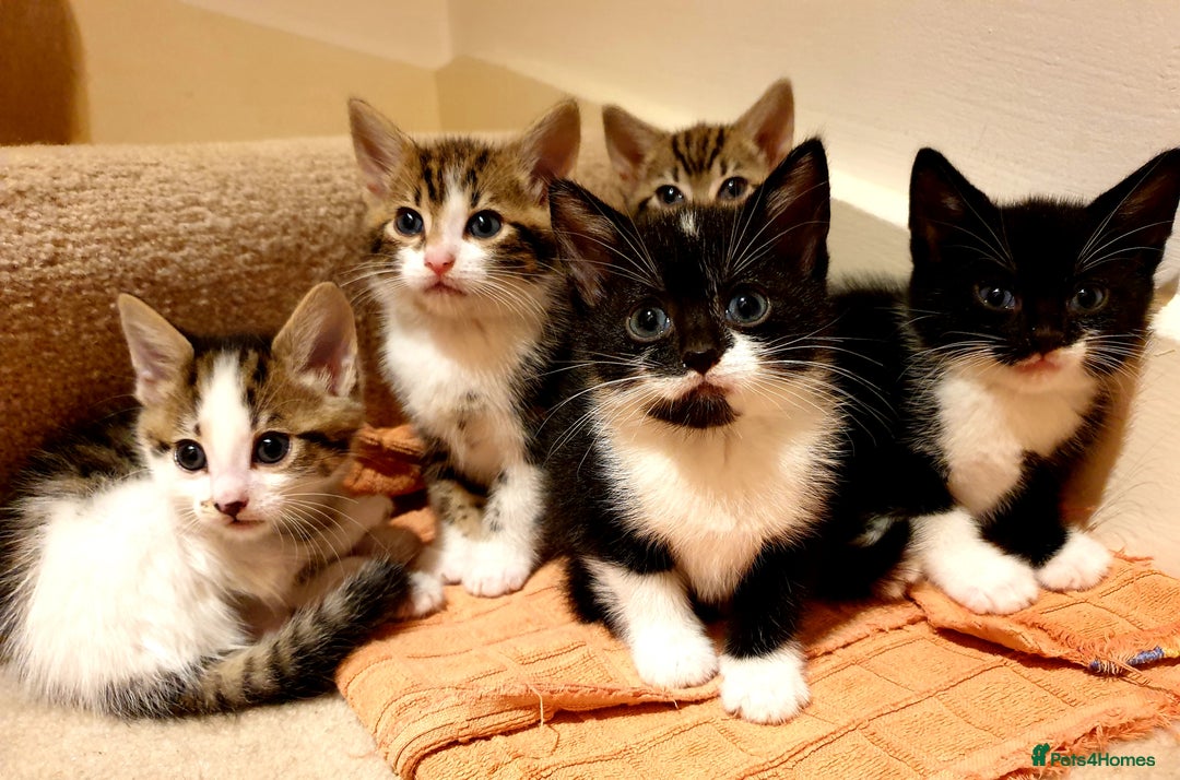 Mixed Breed cats for sale: 5 Gorgeous & Playful Kittens - Image 2