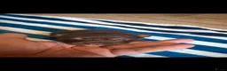 Chihuahua dogs for sale: Puppy’s for sale  in Blackpool - Advert 7
