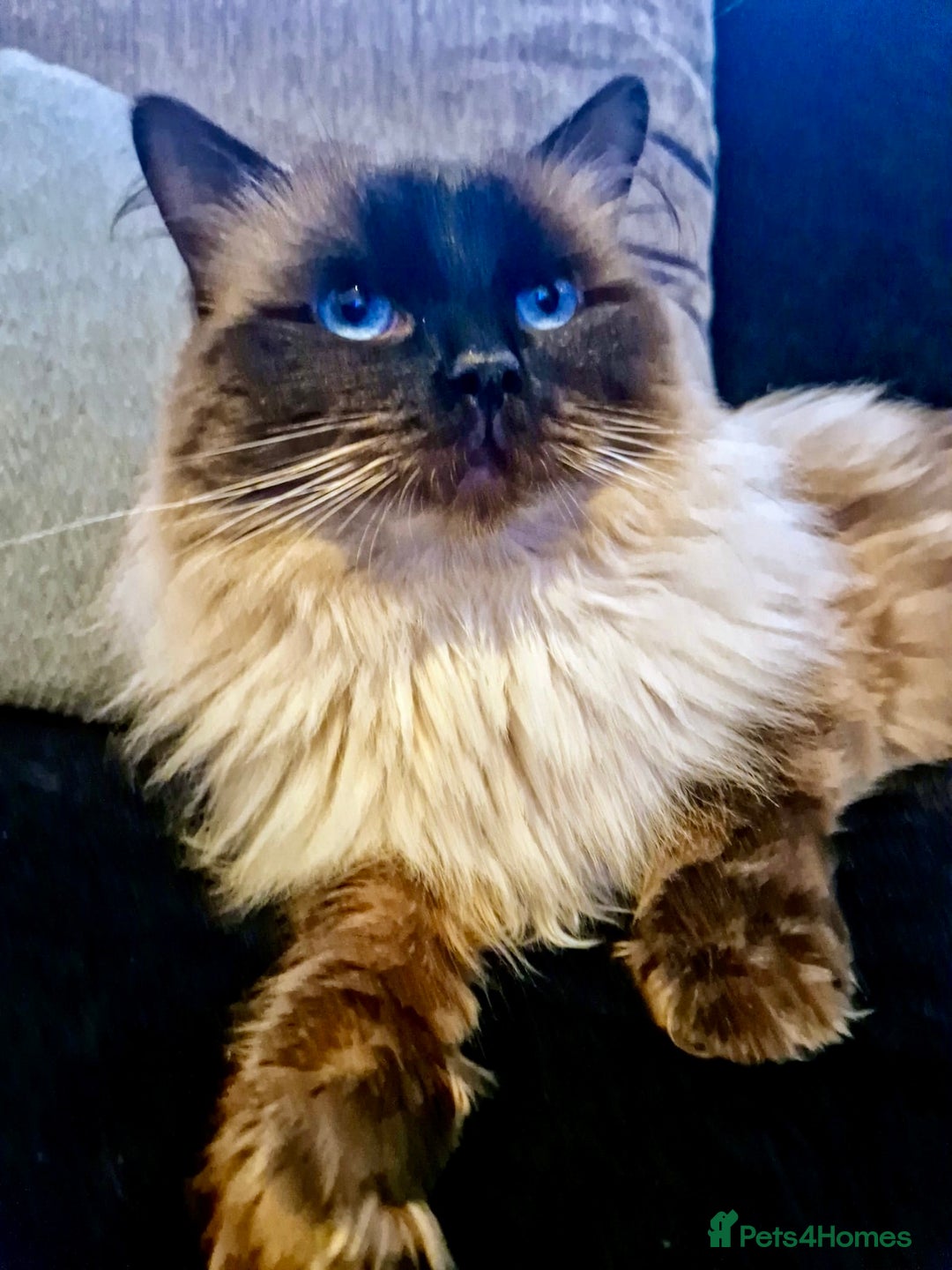 Ragdoll cats for stud: Champion Line Fife & GCCF registered for stud in Southend-on-Sea - Advert 7