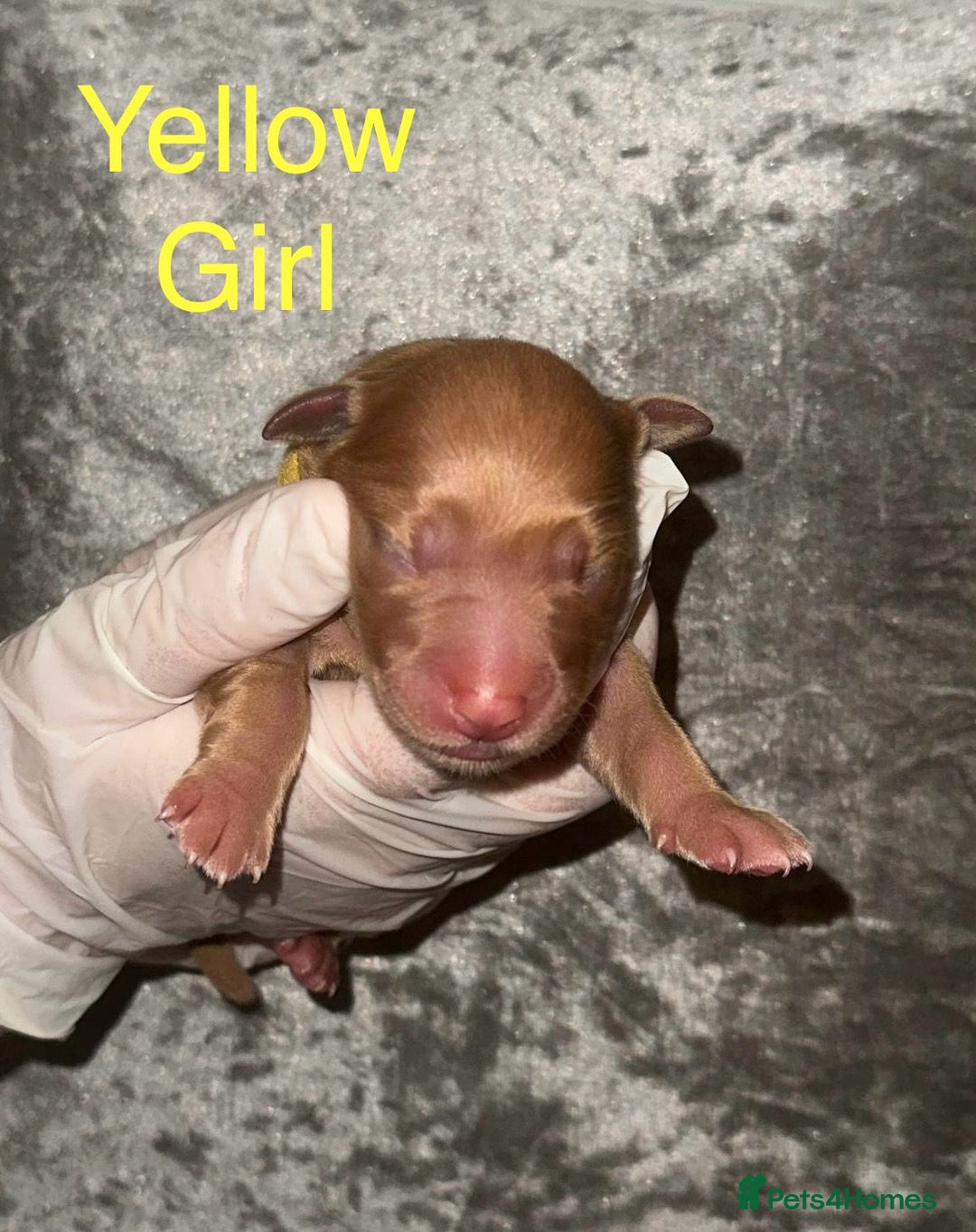 Labrador Retriever dogs for sale: Stunning Labrador Puppy's ( 4 girls, 3 boys ) - Image 9