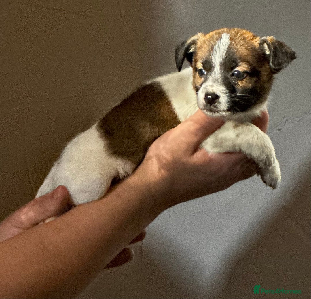 Jack Russell dogs for sale: Superb KC Reg’d Jack Russell Terrier DNA CLEAR - Advert 26