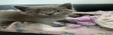 British Shorthair 2