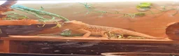 Bearded Dragon reptiles for sale: 5 year old lovely female Bearded Dragon + housing - Advert 18
