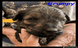 Yorkiepoo dogs for sale:  Adorable YorkiePoo Pups Looking for Loving Homes  - Image 13