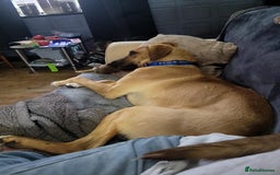 Mixed Breed dogs for adoption: Zach – 10 months old, Male, Mixed Breed Pup - Advert 3