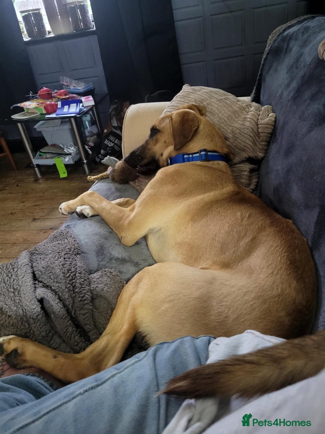 Mixed Breed dogs for adoption: Zach – 10 months old, Male, Mixed Breed Pup - Advert 3