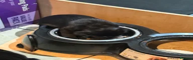 Labrador Retriever 6