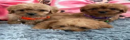 Cavapoo dogs for sale: Adorable poppies - Advert 3