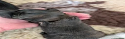 Miniature Dachshund dogs for sale: Stunning miniature dachshund  - Advert 4