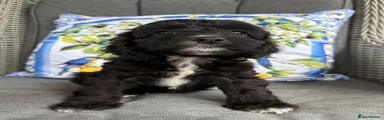 Cockapoo 4
