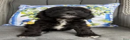 Cockapoo dogs for sale: Beautiful Cockapoos Raised In A Loving Family Home in Leatherhead - Advert 4