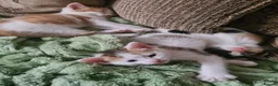 Mixed Breed cats for sale: Kittens ready to look for homes  - Advert 4