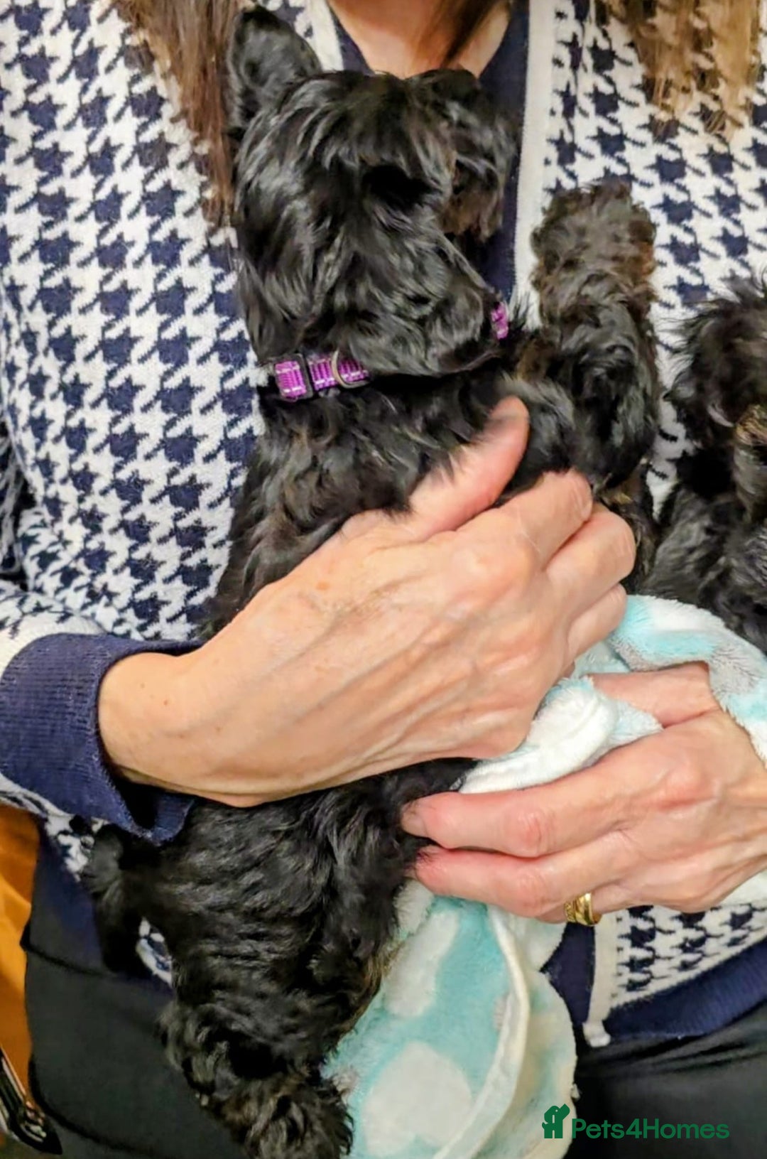 Yorkiepoo dogs for sale: GENUINE F1 YORKIEPOO PUPPIES  - Advert 19