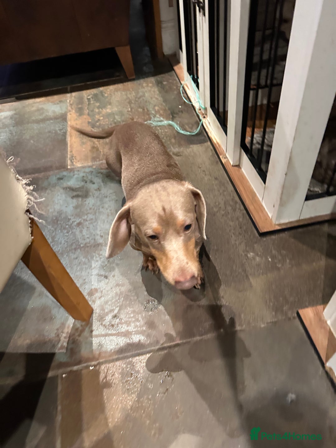 Miniature Dachshund dogs for sale: Isabella Pretty Boy - Advert 5