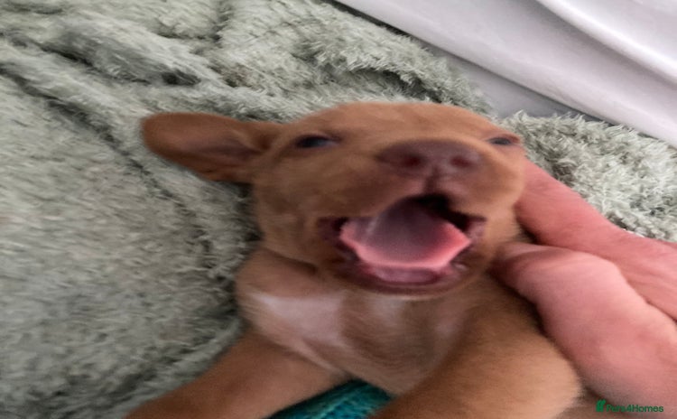 Hungarian Vizsla dogs - Advert 1