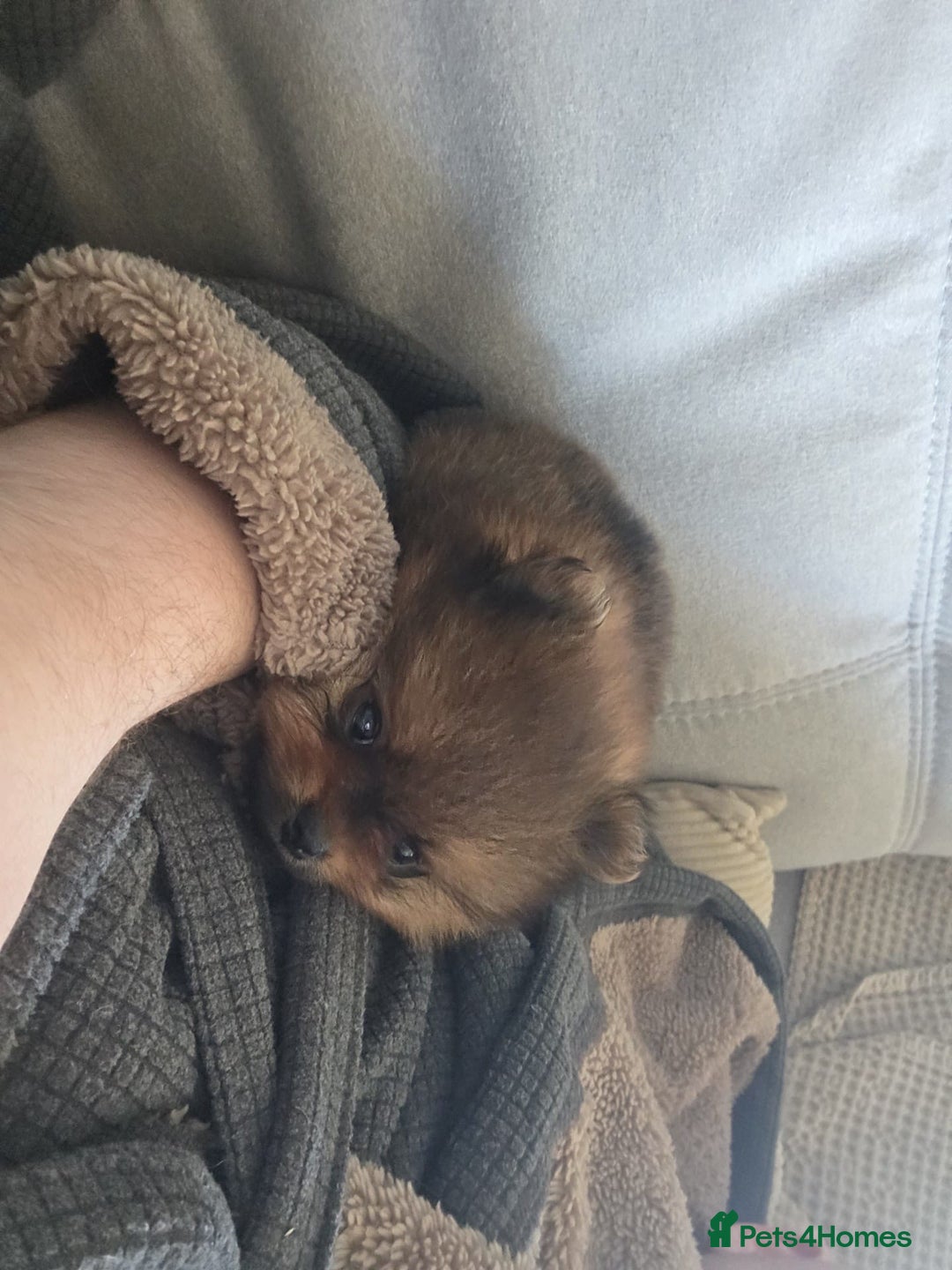 Pomeranian dogs for sale: 2 POMERANIAN BOYS READY TO LEAVE  in Bargoed - Image 9