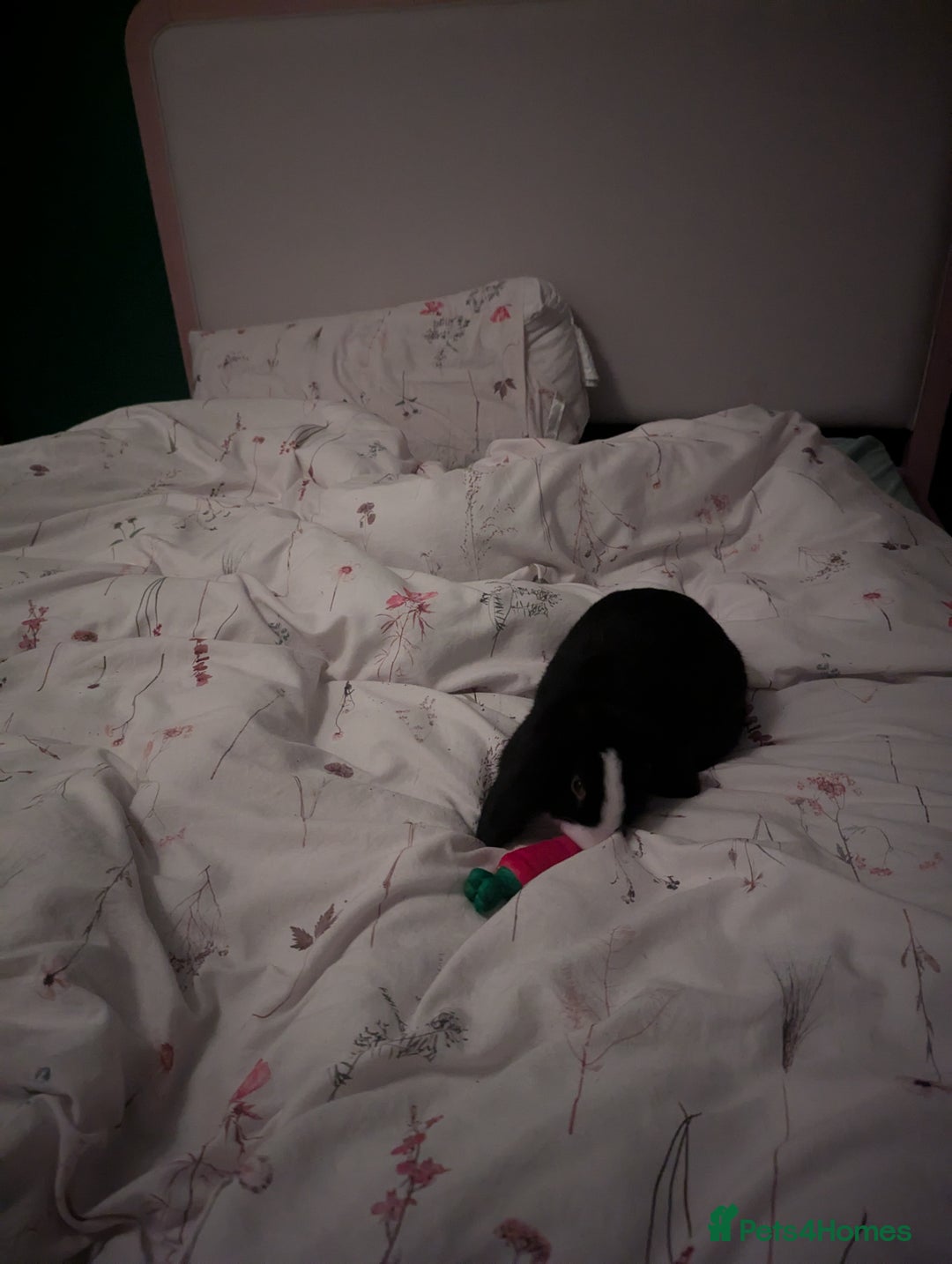 Mini Lop rabbits for sale: Mini Lop for a good home 🥰 - Image 10