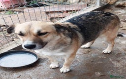 Mixed Breed dogs for adoption: CHLOE - a Lovely mix breed Girl, for a Loving Home - Image 5