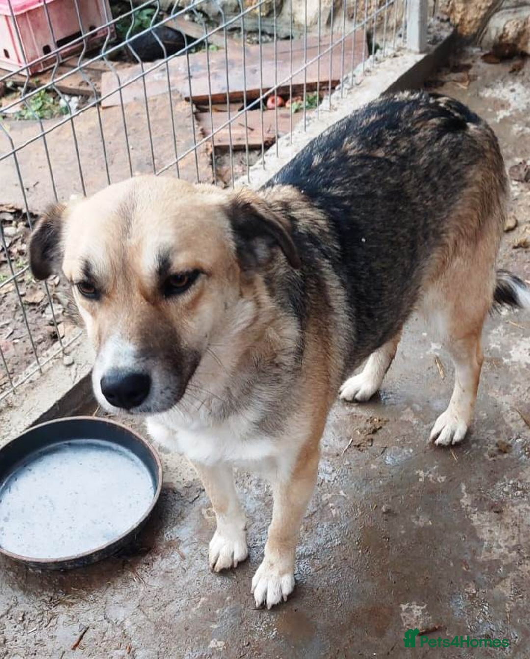 Mixed Breed dogs for adoption: CHLOE - a Lovely mix breed Girl, for a Loving Home - Image 5