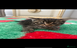 Mixed Breed cats for sale: Beautiful kittens for sale  - Image 3