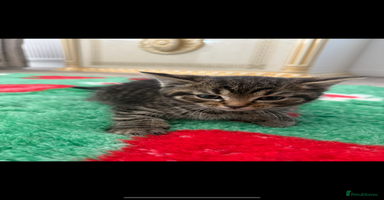 Mixed Breed cats - Advert 16