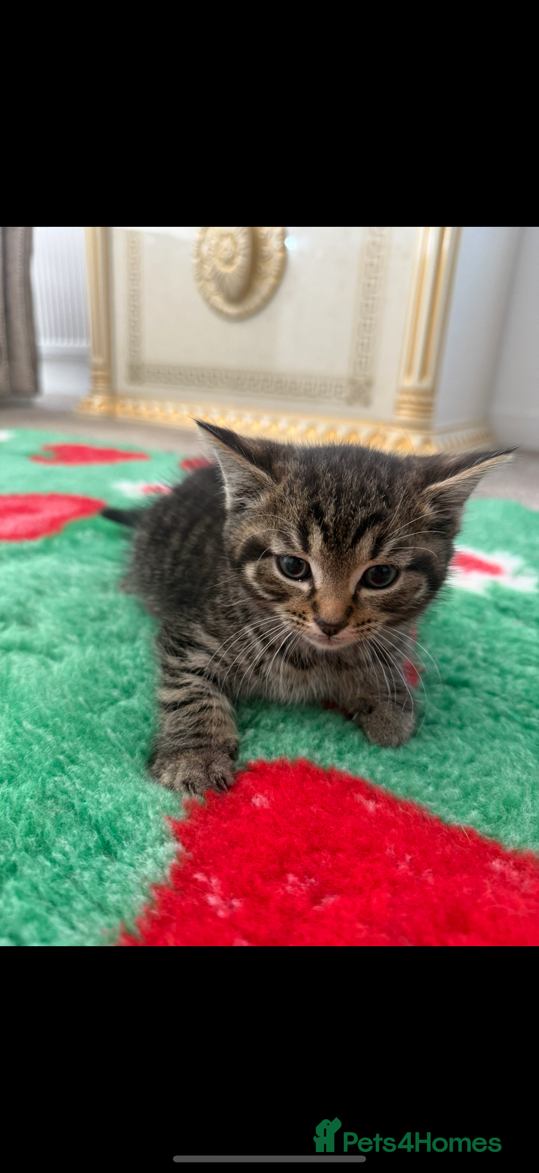 Mixed Breed cats for sale: Beautiful kittens for sale  - Image 3