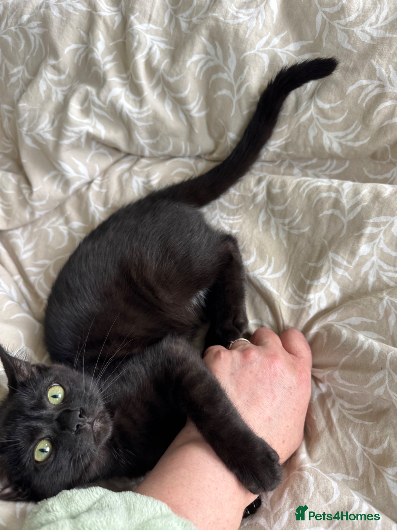 Bengal cats Bengal kittens  - Advert 6