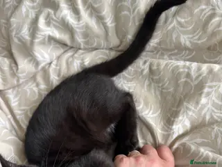 Bengal cats Bengal kittens - Advert 6