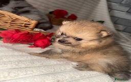 Pomeranian dogs for sale: Merle miniature Pomeranians  - Image 7