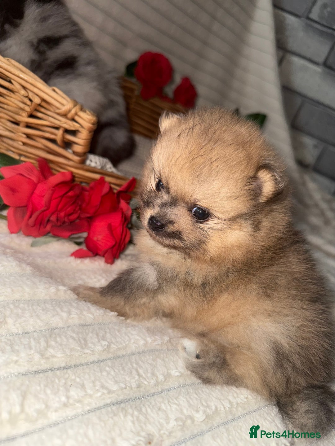 Pomeranian dogs for sale: Merle miniature Pomeranians  - Image 7