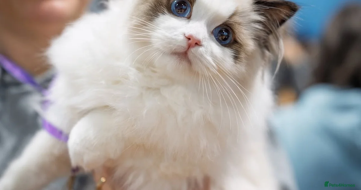 Ragdoll Kittens for sale | Pets4Homes