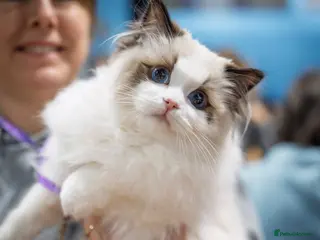 Ragdoll cats for sale: Dolly/baby face cuddling ragdoll boy - Advert 2