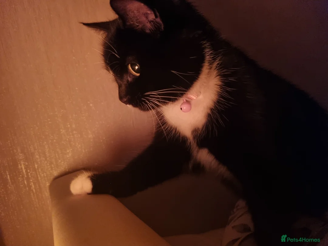 Domestic Shorthair cats for sale: Minnie 7 month affectionate rescue kitten 💖 - Advert 7