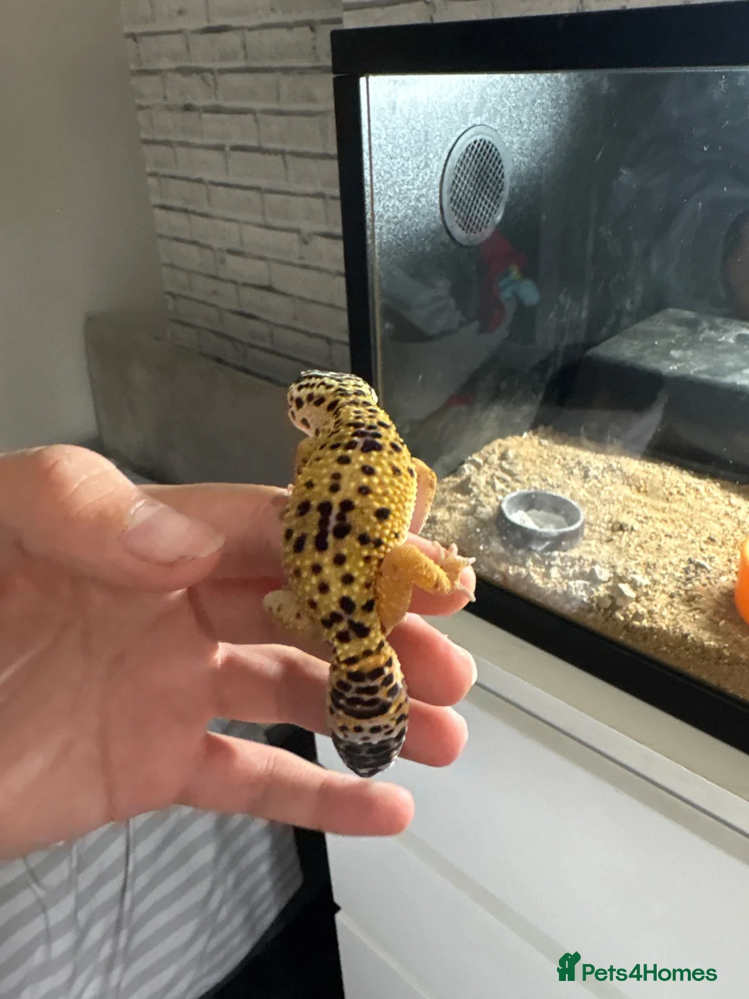 Gecko reptiles for sale: Gecko  - Advert 2