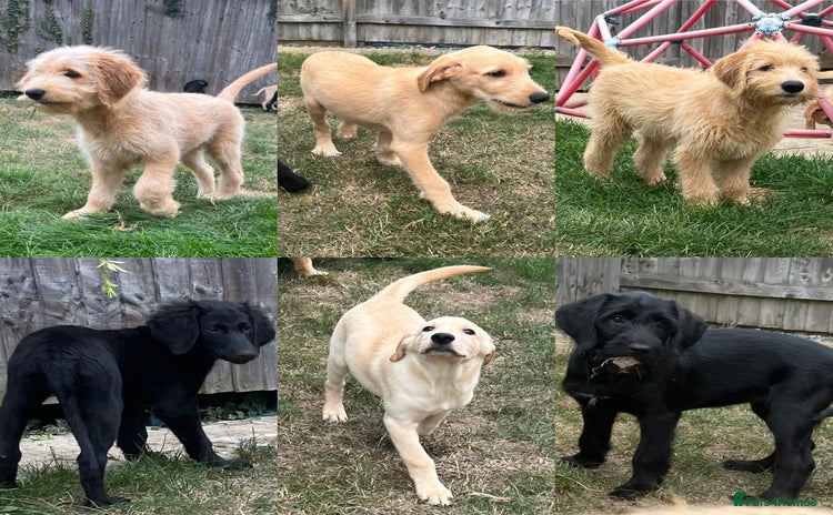 Goldendoodle dogs - Advert 15