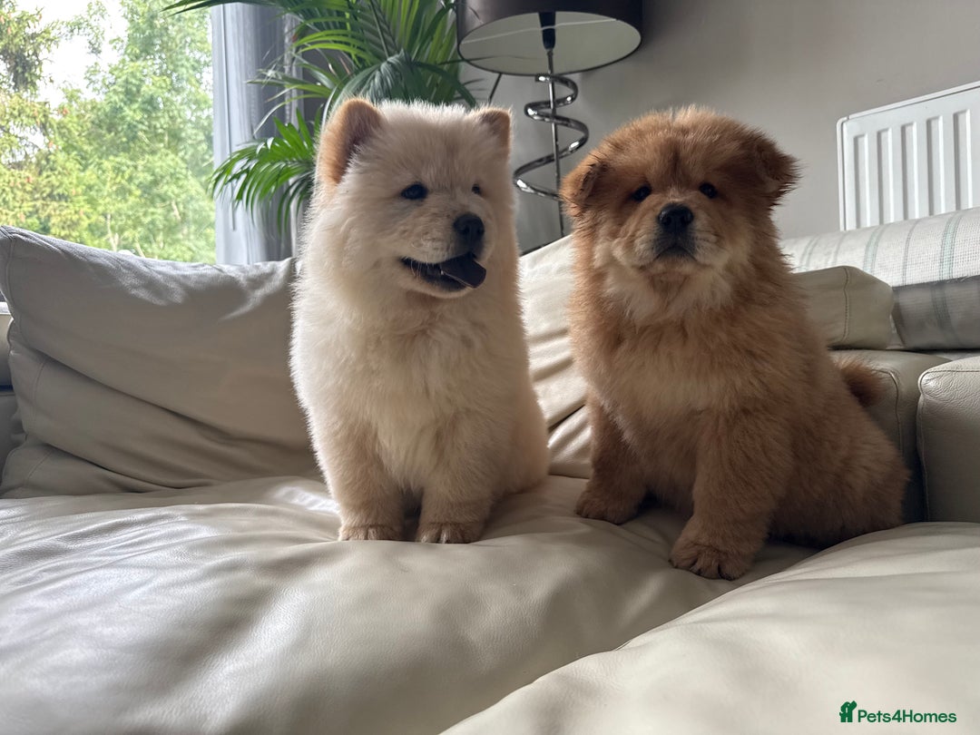 Chow Chow dogs for sale: Chow chow last 1 red female in picture  - Image 2