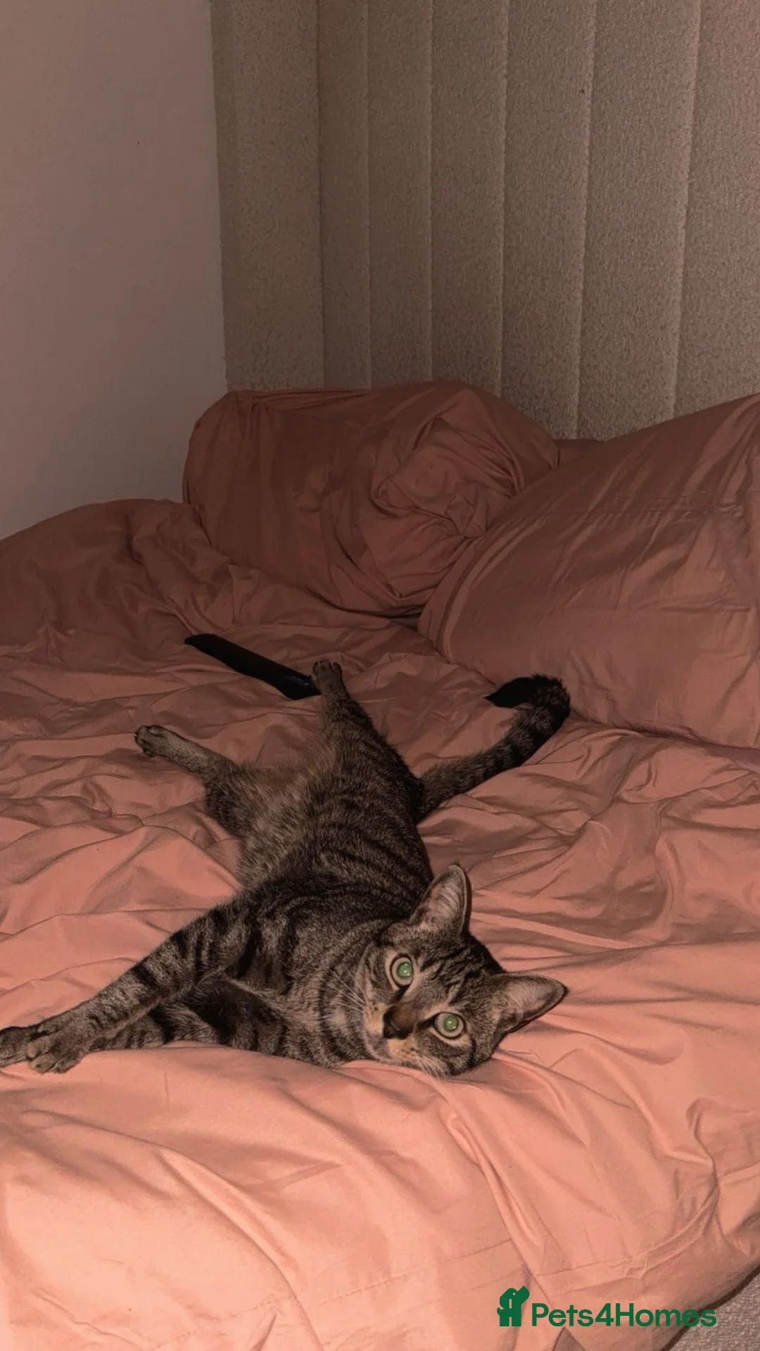 Domestic Shorthair cats for sale: Male cat  - Advert 5